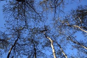 bare trees under the blue sky