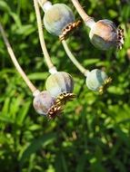 closed poppy buds in a garden