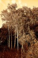 birch trees in monochrome image