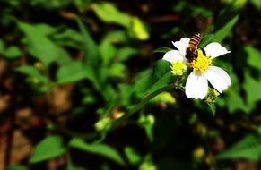 Honey Bee sitting on a blossom