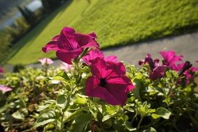 bush of dark pink petunia in the bright sun close up