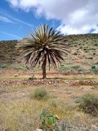 lonely Palm Tree in dry Field