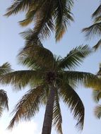 coconut palms against the sunny sky
