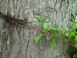 Green plants on a trunk