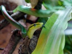 Snake Reptile Tongue