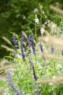 Blooming lavender in the garden in summer