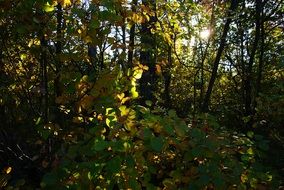 Sun rays on a tree in a forest