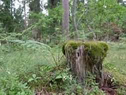 stump in the moss in the forest