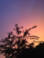 silhouette of a plant on a background of beautiful and colorful gradient sky