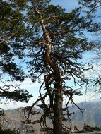 picturesque and pretty Pine tree