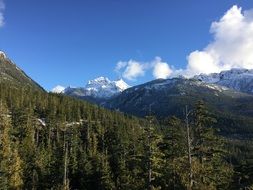 Beautiful green and yellow forest in the snowy mountains of Canada