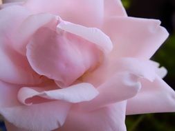 delicate pink rose close-up