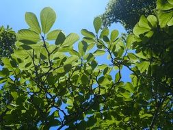 green tree branches in Japan