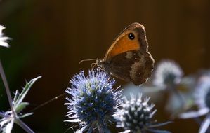 butterfly sits on a prickly flower