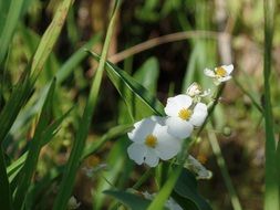 small white flowers in the forest