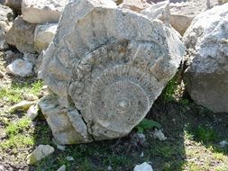 Fossil Nature