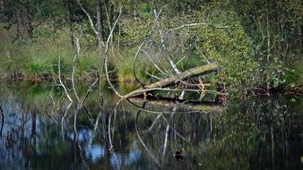 forest reflected in water amid moorland