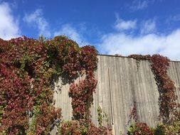 red plant on a wooden wall on a sunny day