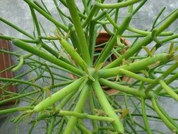 Green plant in a pot