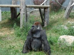 Wild Gorilla in the zoo