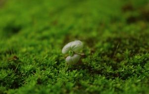 green sprout on fluffy moss