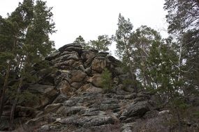 trees around the cliff in the forest