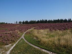scenic purple lavender field on a sunny day