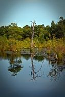 Mirror image of the beautiful green and yellow Pietz moorland in water