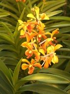 closeup view of yellow orchids as a decoration