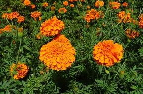 orange flower marigold