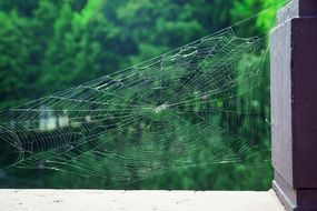 A Spider&#039;S Web Park Natural
