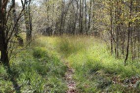 path through the glade in forest