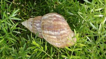 closeup photo of Shell in Grass