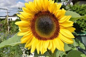 bright SunFlower in summer Garden