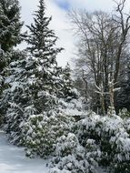 bushes and pines in the snow in winter