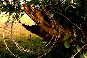 Barbed Wire on plant bark