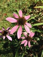 Rudbeckia hirta or Black-Eyed Susans