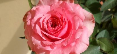 round spring rose bud