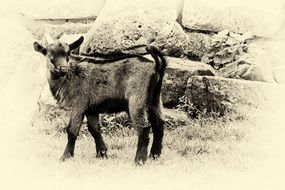 black and white photo of a mountain goat