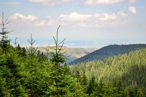 coniferous mountain forest
