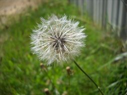 dandelion with seeds on a green field