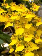 orchids are bright flowers