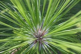 longleaf pine in macro