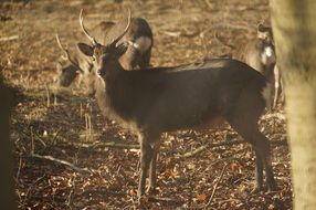 photo of deer family in the forest
