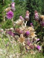 Wild Thistle Plants with beautiful purple flowers