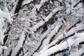 snowy trees cold nature