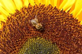 bee on a big sunflower close up