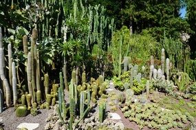 cacti on a flower bed in a botanical garden on a sunny day