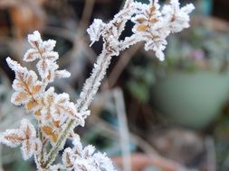 frost on a forest plant