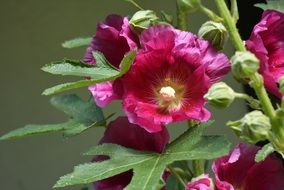Close-up of the beautiful pink and purple rose flowers with green leaves